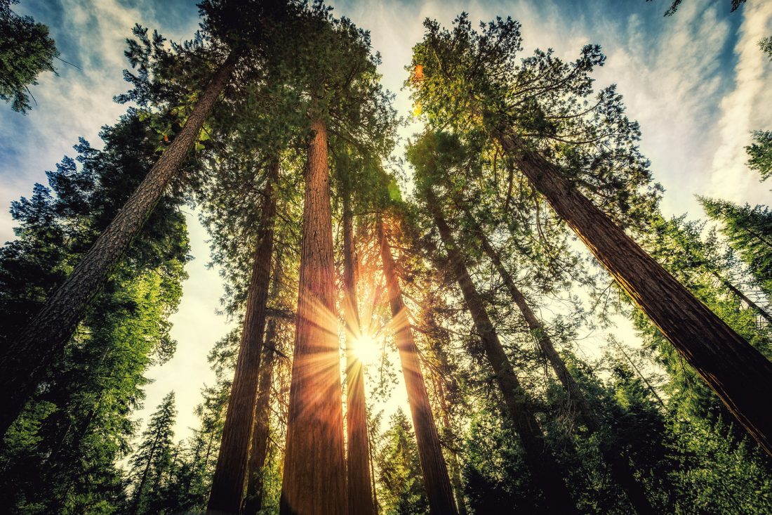 La digitalización del sector forestal y la industria maderera comienza en los bosques.