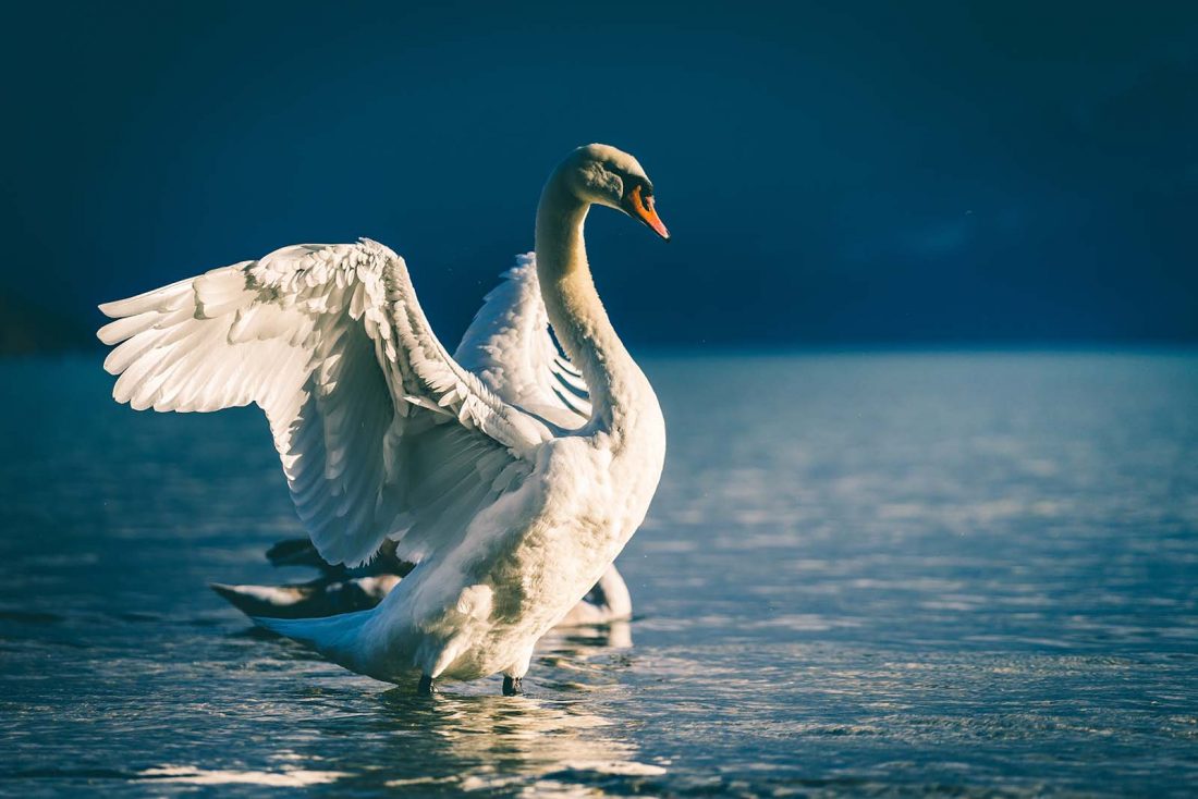 qué es un cisne verde o un cisne negro climático